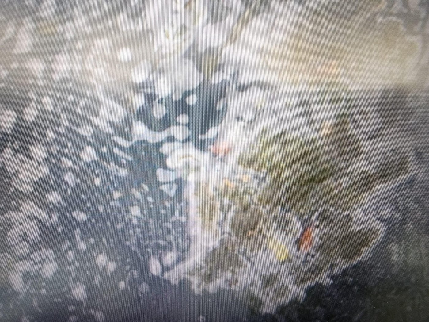 דוברות המשטרה