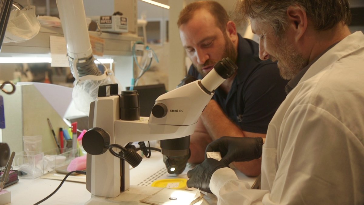 אמיל אלג'ם, רשות העתיקות