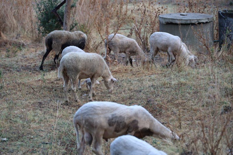 מרדכי לובעצקי