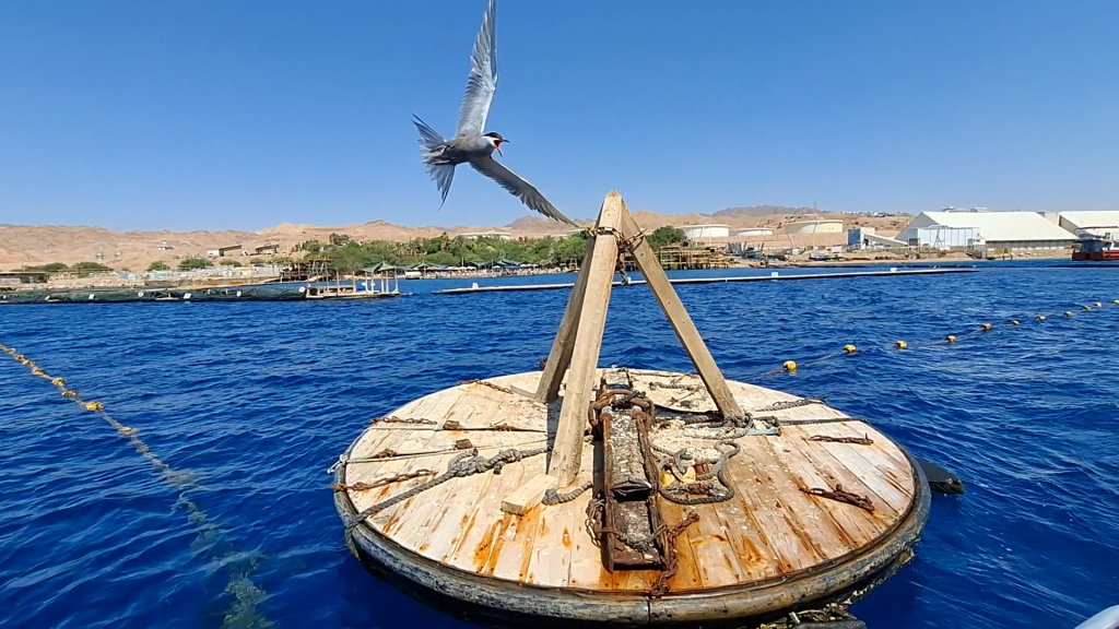  עומרי עומסי רט"ג