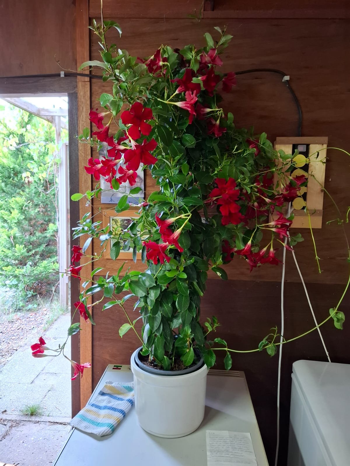 באדיבות המצלם