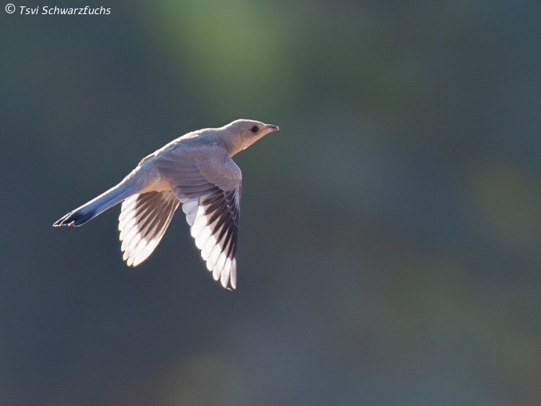 צבי שוורצפוקס
