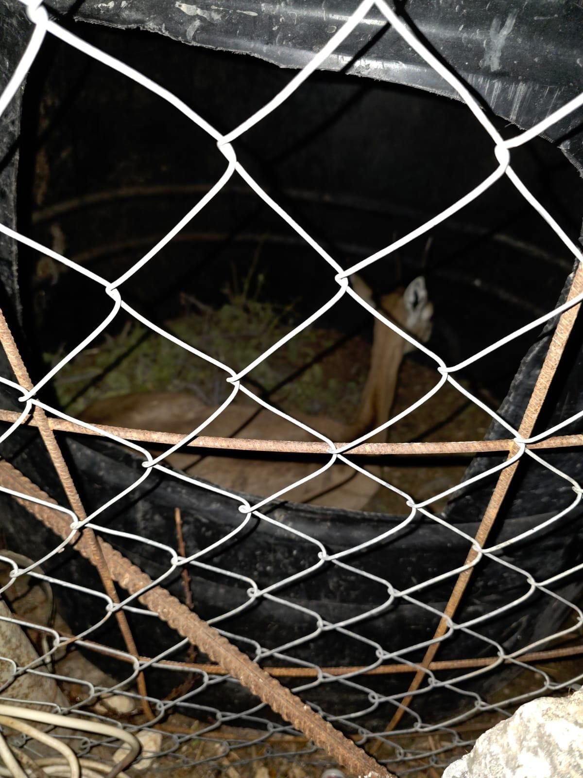 דוברות המשטרה