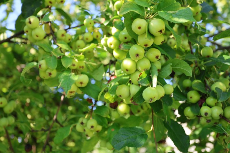 מרדכי לובעצקי
