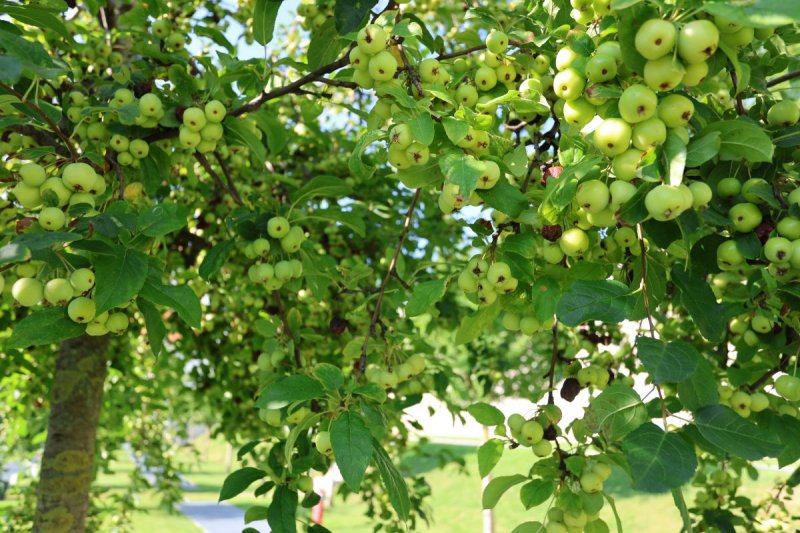 מרדכי לובעצקי