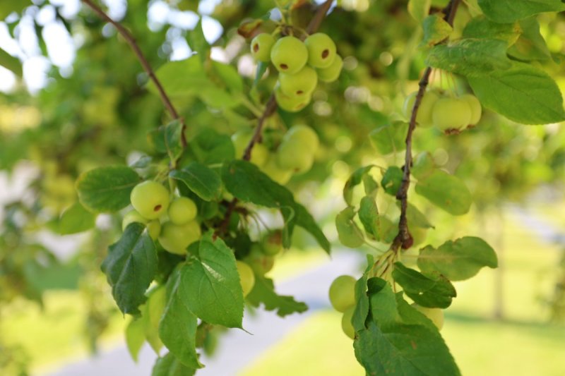 מרדכי לובעצקי