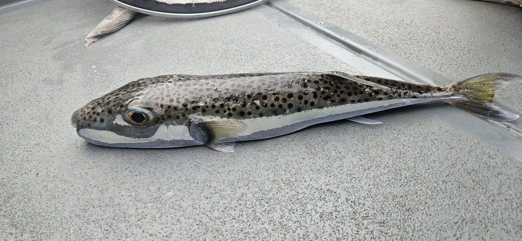 שי קבסה, רשות הטבע והגנים