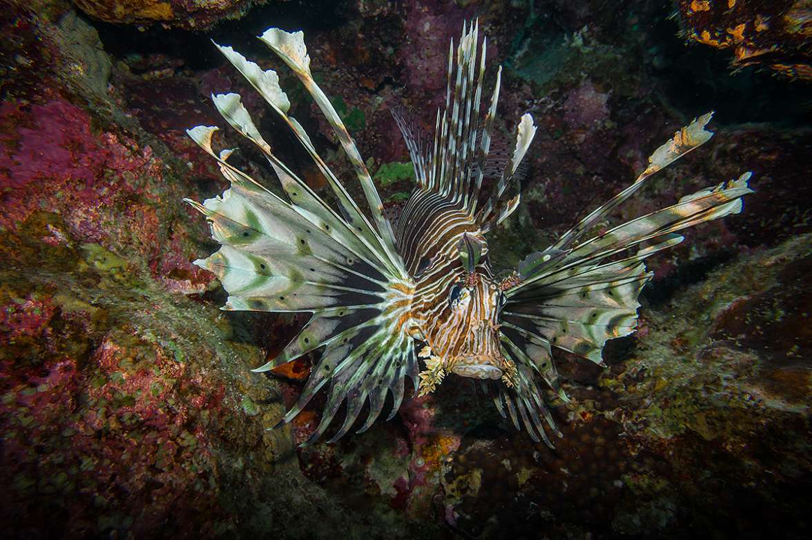 עמרי יוסף עומסי רשות הטבע והגנים