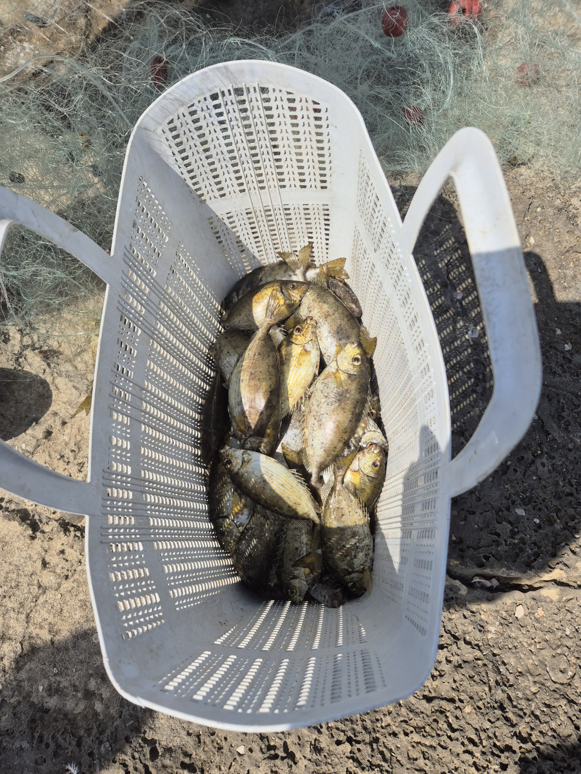 איליה בסקין, רשות הטבע והגנים