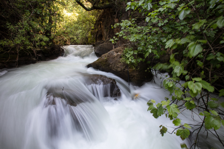 דורון הורוביץ, פלאש 90