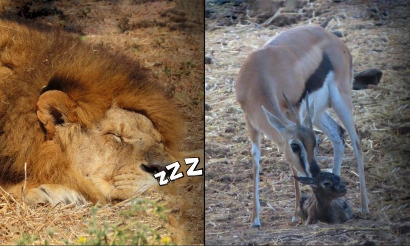 שנת 2025 בספארי: ילודת שיא בגן החיות ואריה שישן אלפי שעות &ndash; לא תאמינו כמה