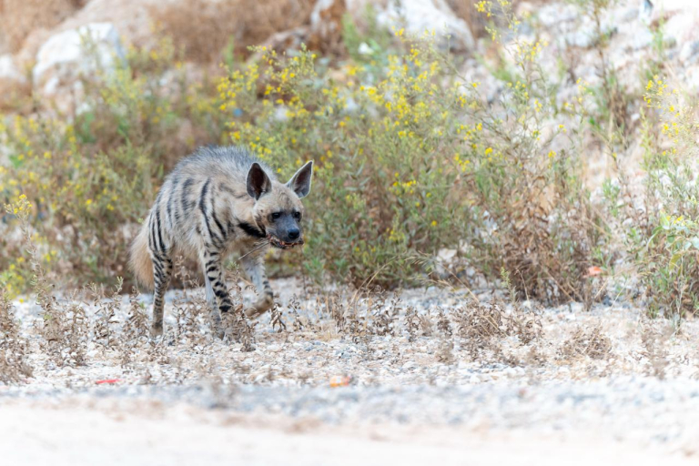 ארז נכפולגר 