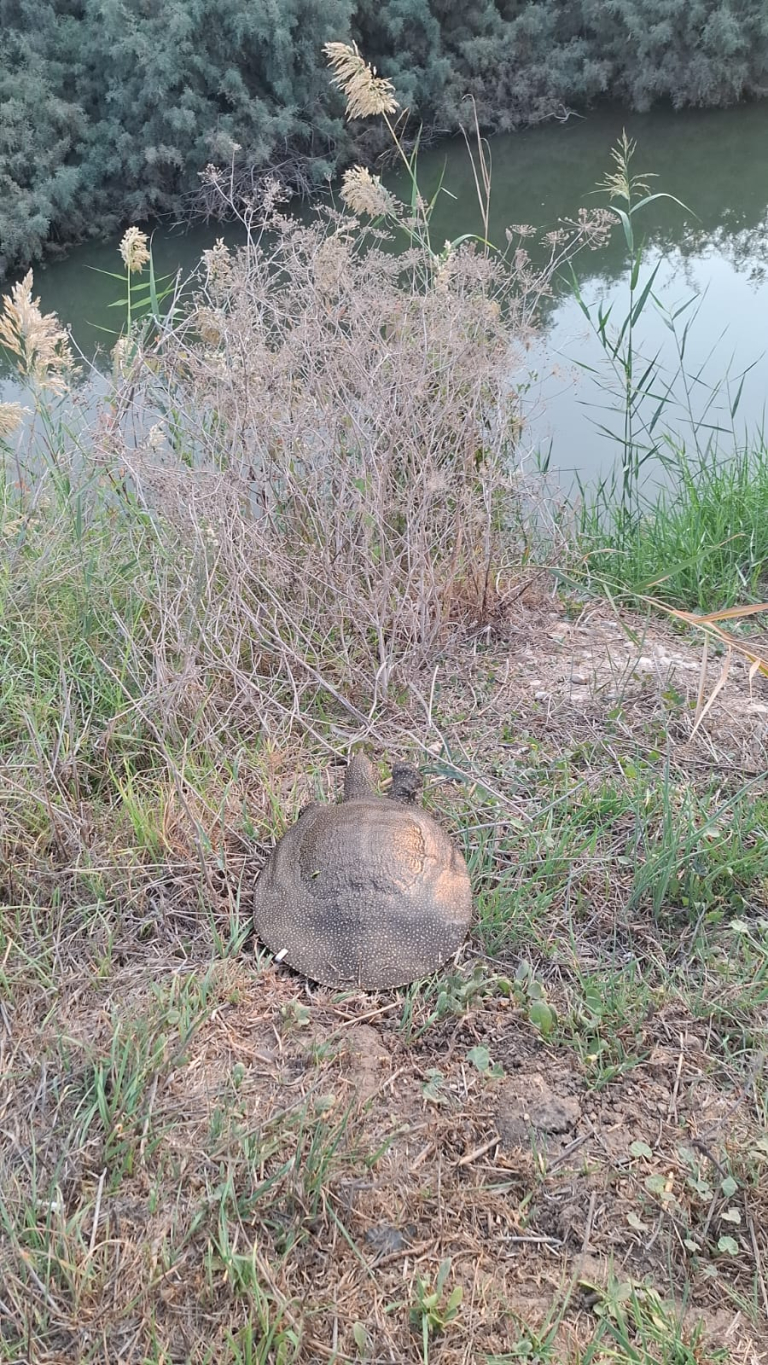 ד"ר עידן טלמון, אקולוג רשות הטבע והגנים