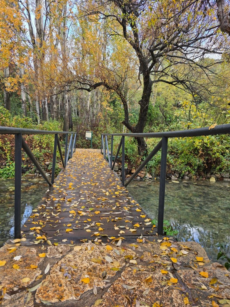 מוחי עיד, רט"ג