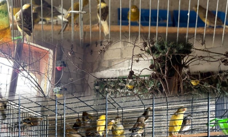 צייד הציפורים נכנס להלם: פקחי רשות הטבע והגנים פשטו על ביתו