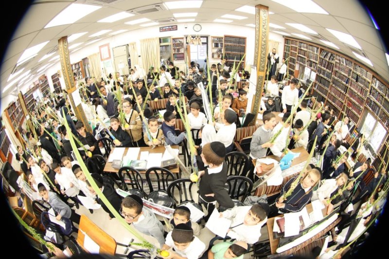 שלומי טריכטר ומ.פ