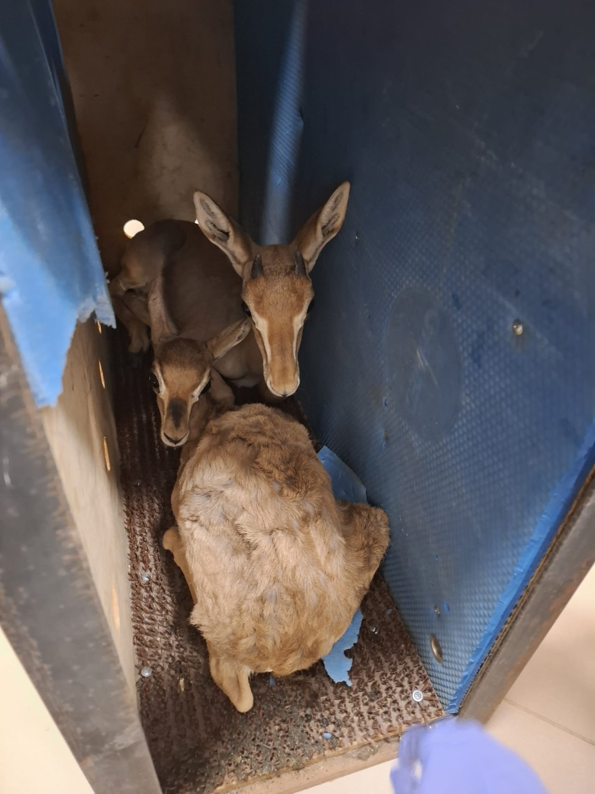 רועי רבין, רשות הטבע והגנים