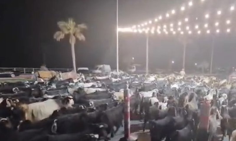 לא רק התושבים: רועי עיזים מצטרפים לגל הפינוי מדרום לבנון