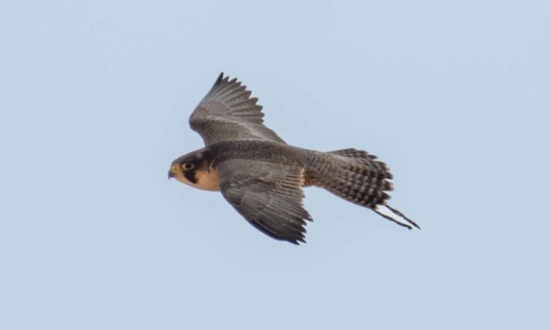 כנגד כל הסיכויים: הבז הנדיר ברח מהשבי והקים משפחה במדבר יהודה