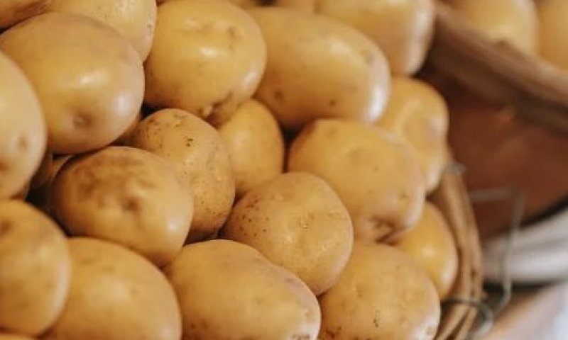 "קארטופל-פלוט": המבצע הבלתי יאומן ששטף את ברלין באלפי טונות של תפוחי אדמה - בחינם