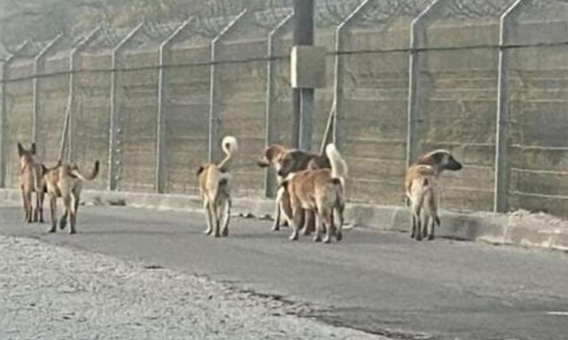 פקחי רט"ג ירו למוות בעשרות כלבים סמוך לבסיס זיקים 