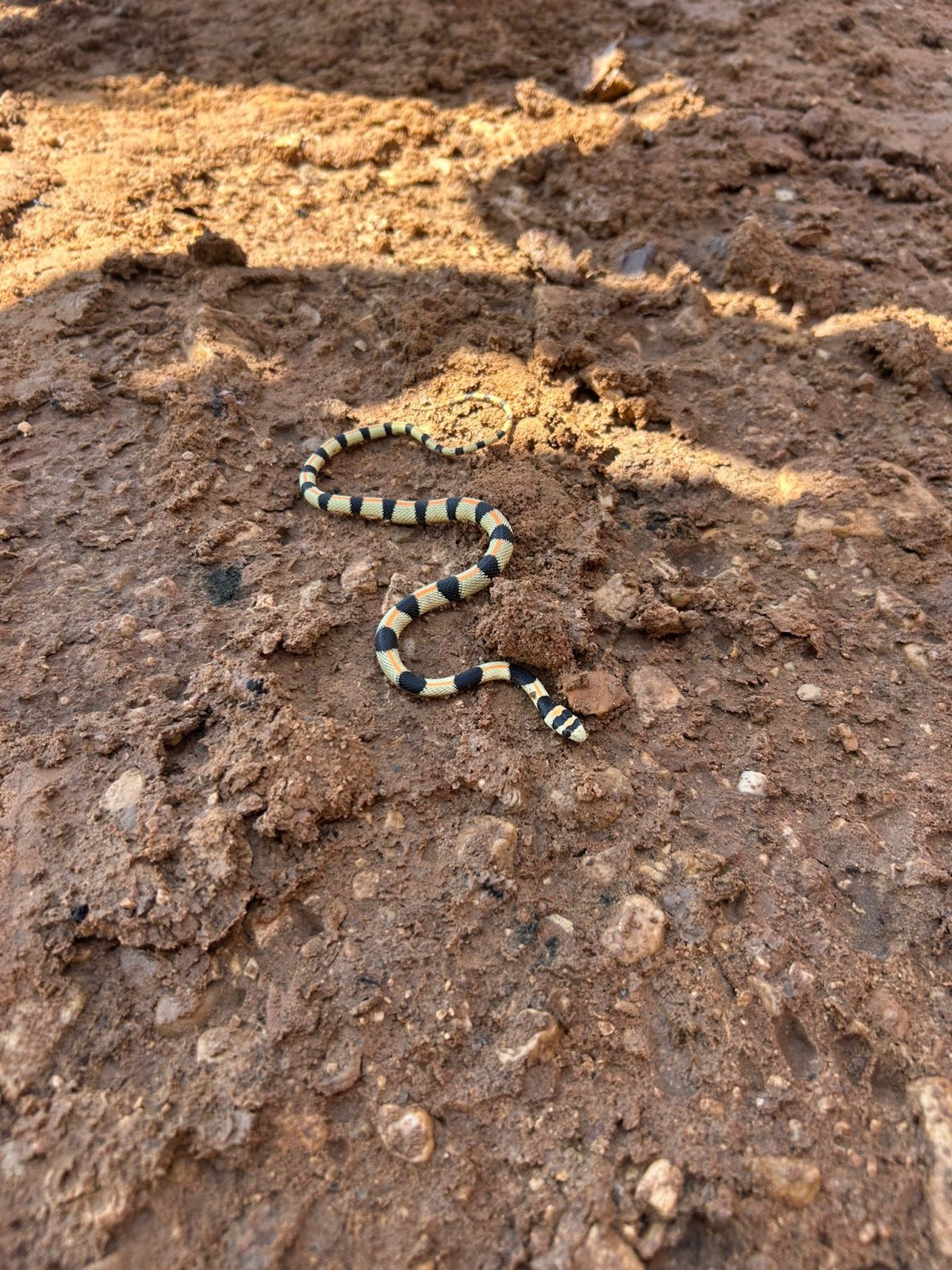 נוח קונופוני, החברה להגנת הטבע