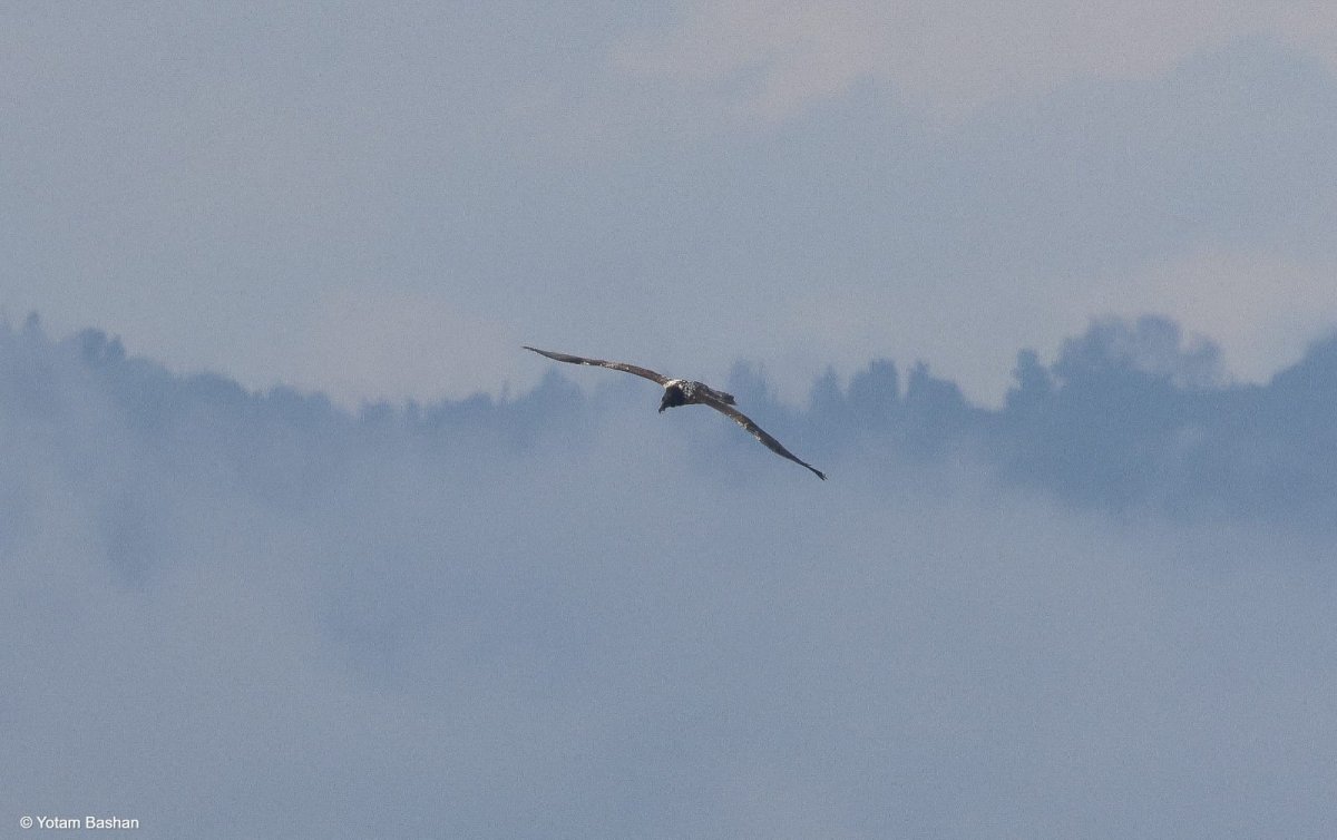 יותם בשן, החברה להגנת הטבע.