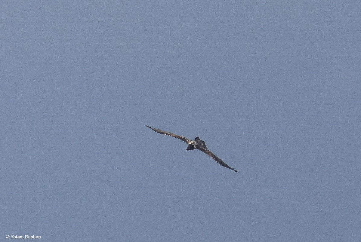 יותם בשן, החברה להגנת הטבע.