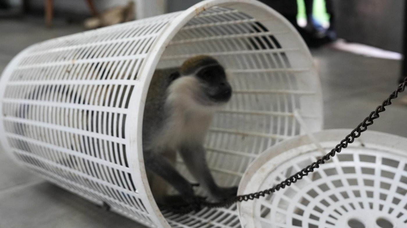 דוברות המשטרה 