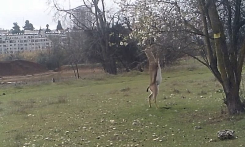 תיעוד נדיר ומשעשע: הצבי נעמד על רגליו האחוריות בכדי לאכול היישר מעץ השקדיה