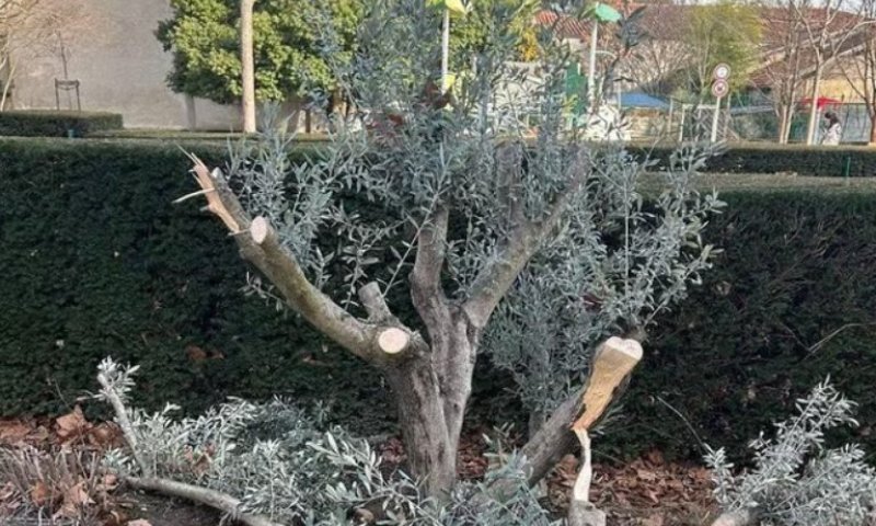 פעם שלישית בתוך חודשים: הושחת עץ זיכרון שניטע לזכר אילן חלימי הי"ד בצרפת