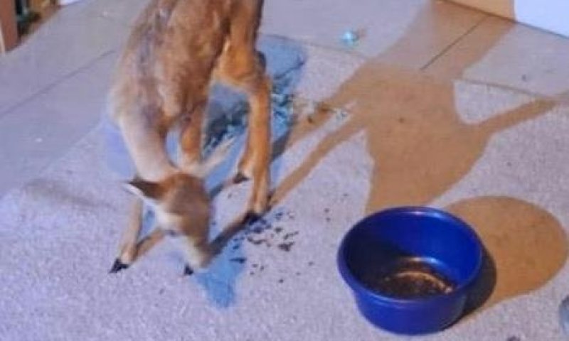 מבצע לילי: צבי צעיר חולץ מבית פרטי סמוך לירושלים