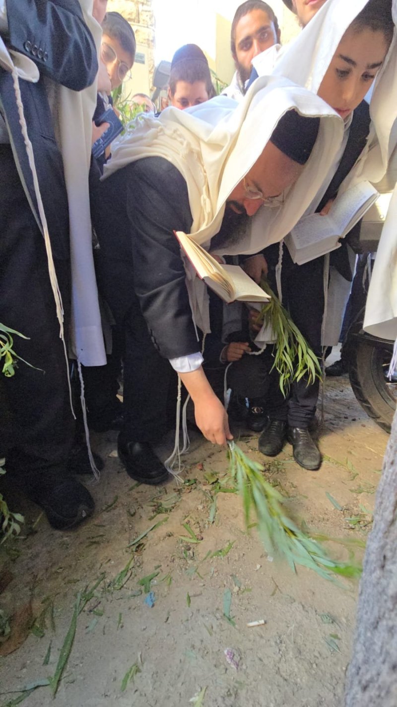 שלומי טריכטר ומ.פ