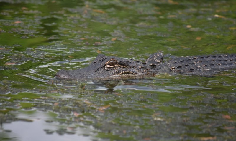 הצעה עם שיניים: האם מחבלי הנוחבה ימצאו את עצמם מול תעלות תנינים?