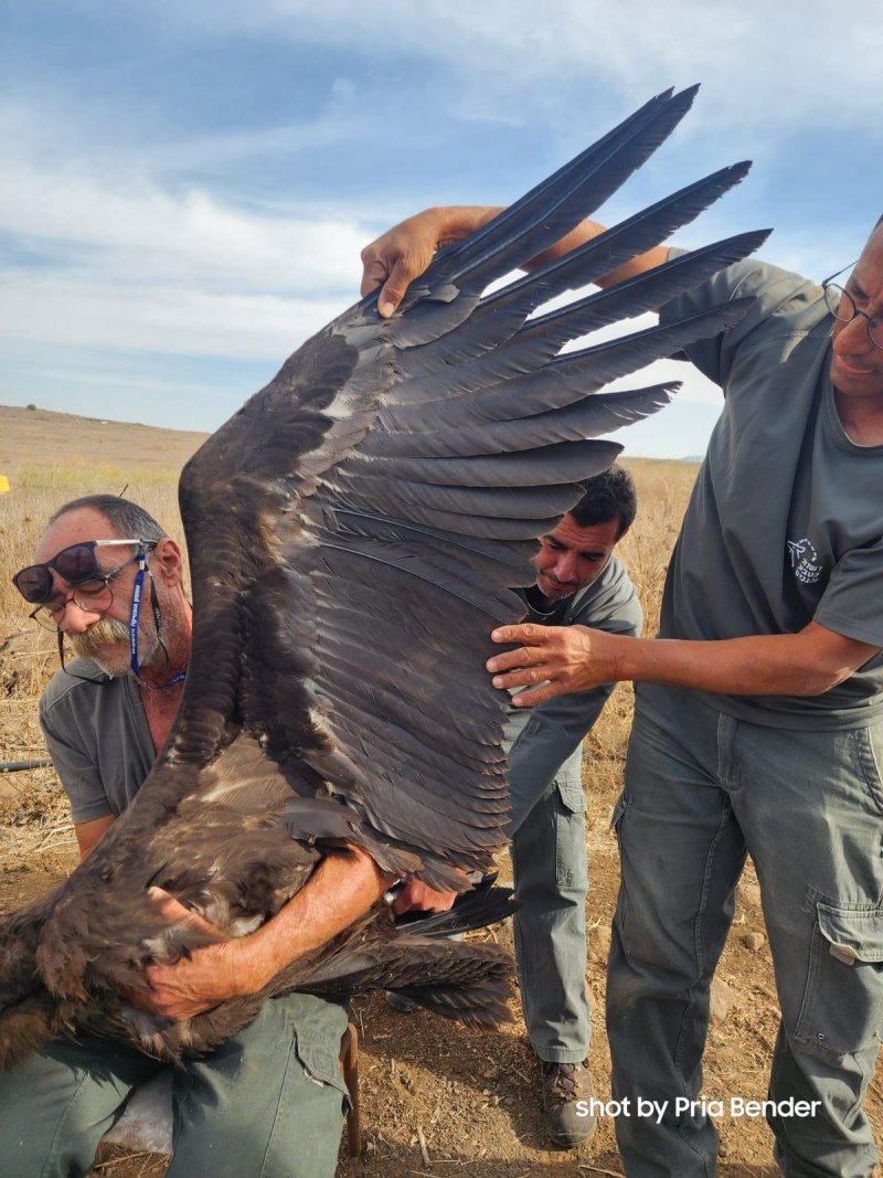 נועם נוסבוים