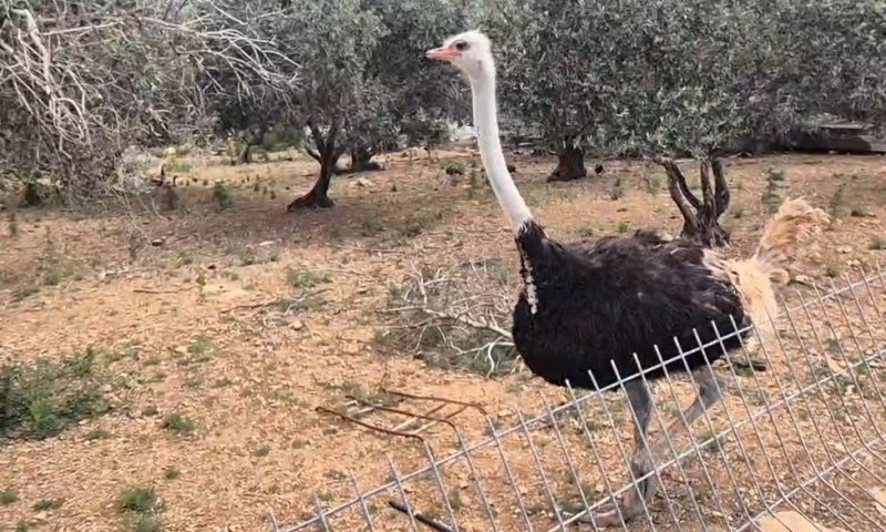 המאבק בסחר בחיות בר: עשרות בעלי חיים נתפסו בצפון