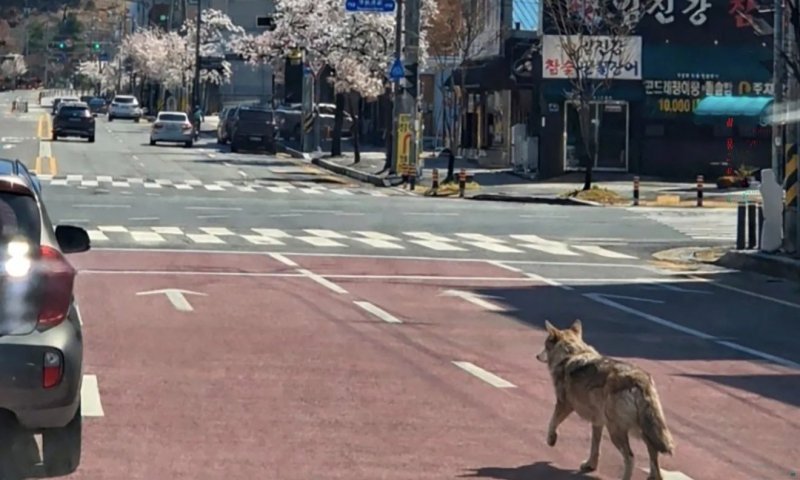 דרום קוריאה: אזרח הועמד לדין לאחר שהפיץ תמונת של זאב "נמלט" 