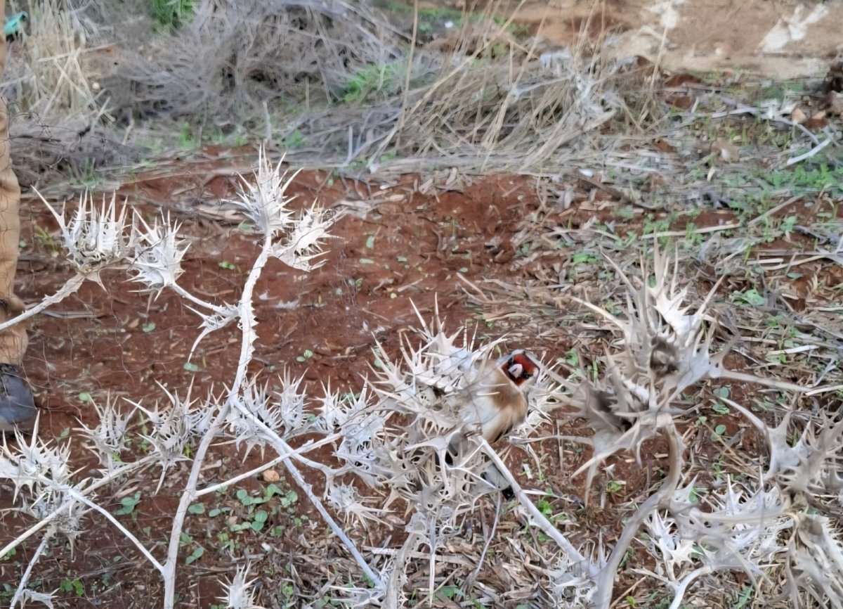 רשות הטבע והגנים