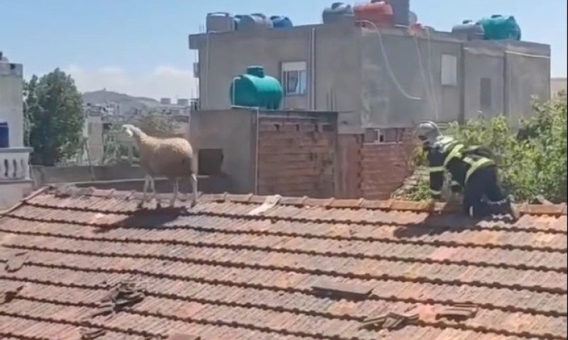 אלג'יריה: כבש שהיה מיועד לחג טיפס לגג וחולץ ברגע האחרון