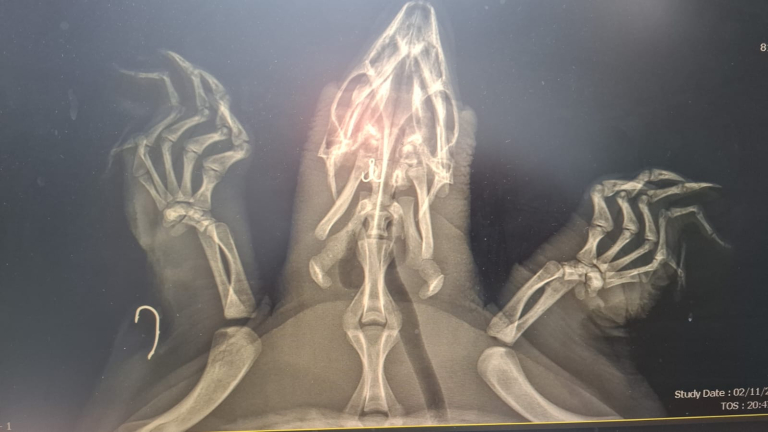 ד"ר צחי אייזנברג, מרפאת "כל חי" ברחובות