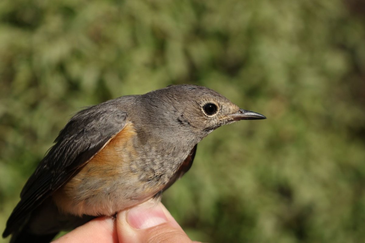 יותם בשן, החברה להגנת הטבע