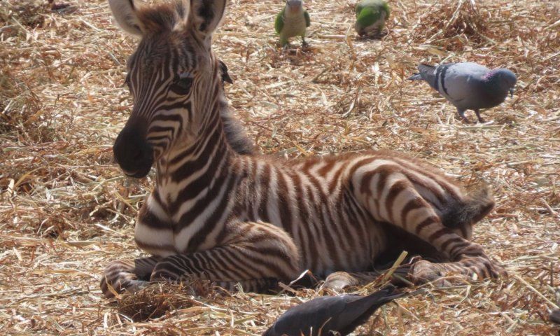 לאחר הפסד של מיליונים: הספארי פותח שערים וחוזר לשגרה | תיעודים 