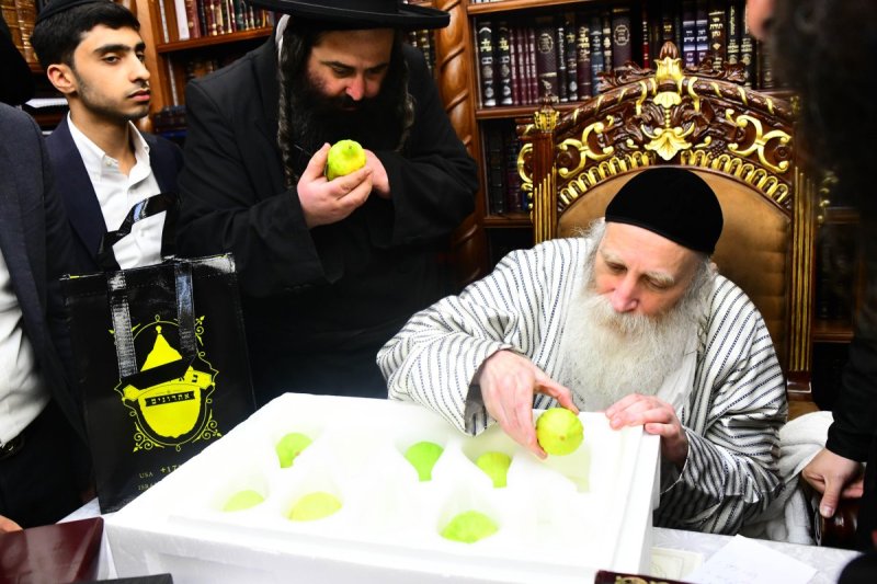 שוקי לרר
