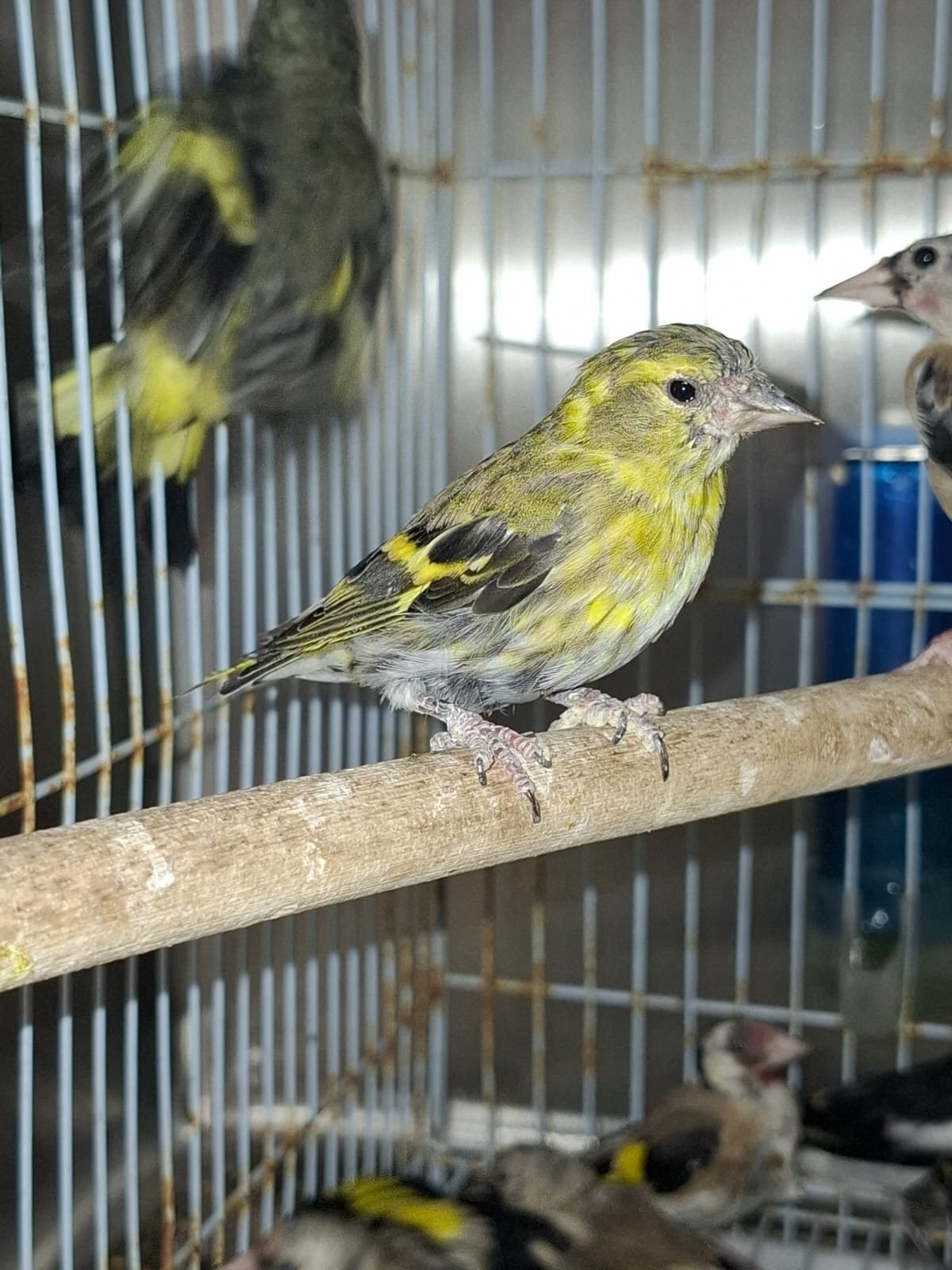 רועי רבין, רשות הטבע והגנים