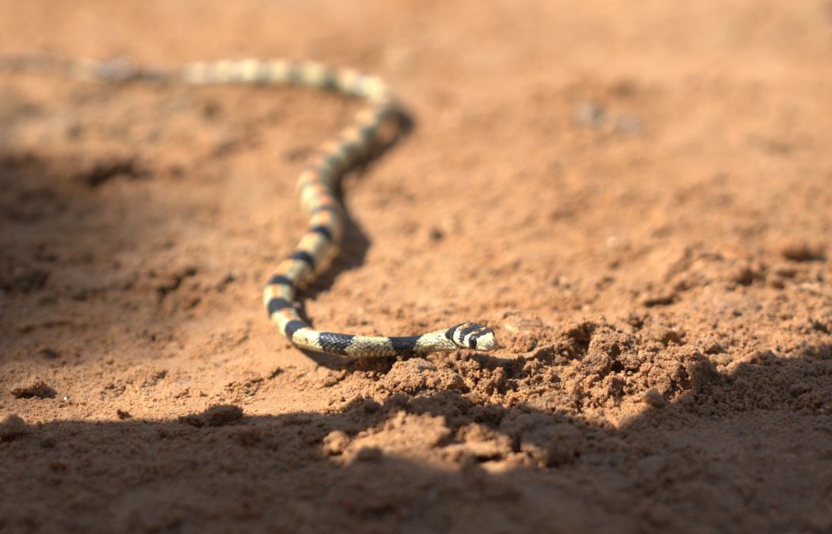 נועם וייס, החברה להגנת הטבע