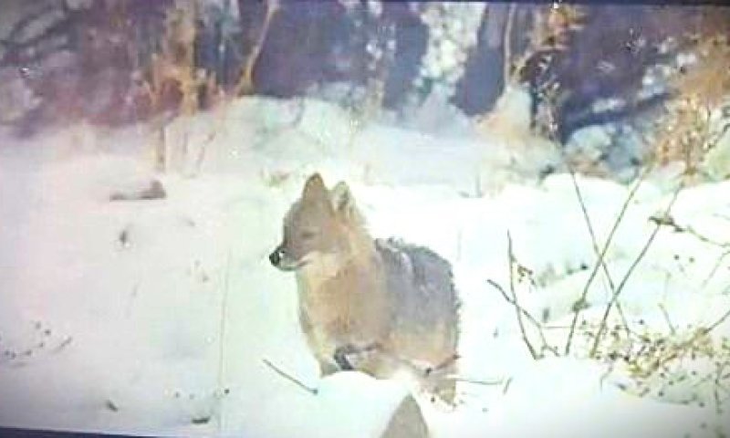 תיעוד מרהיב מהחרמון: השלג יורד ותן זהוב יוצא לשחק