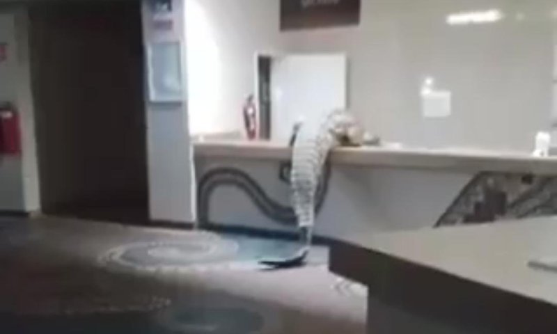 תנין ענק פרץ למלון יוקרה בזימבבואה ופשוט נח על הספה