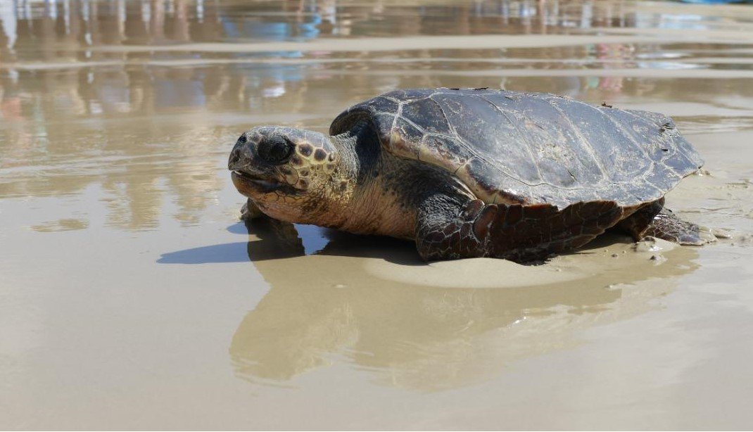  רויטל מזרחי מתנדבת רשות הטבע והגנים