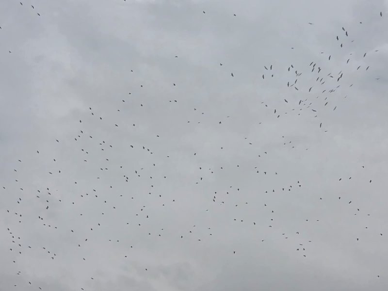 איליה בסקין ועידן יצחקיאן, רשות הטבע והגנים