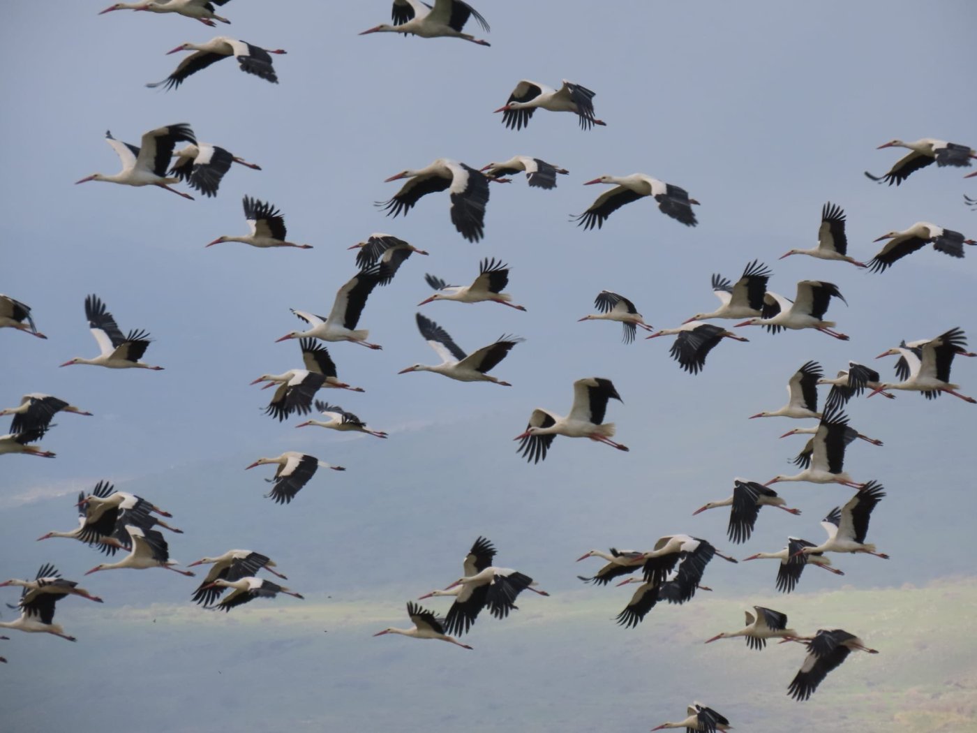 עינבר שלומית רובין, אגמון החולה-קק"ל